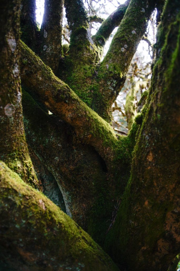 Detailed view of thick, moss-covered tree trunks with textured bark.